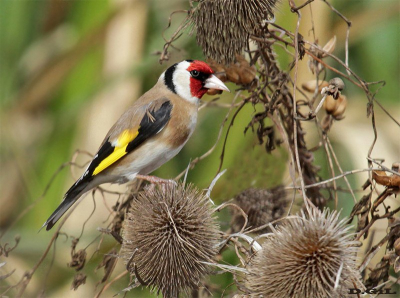 CARDELINO (Carduelis carduelis) - Santiago Vazquez - MONTEVIDEO (Junio 2015)